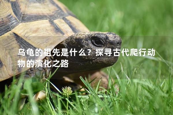 乌龟的祖先是什么？探寻古代爬行动物的演化之路
