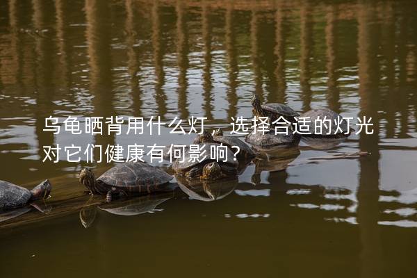 乌龟晒背用什么灯，选择合适的灯光对它们健康有何影响？