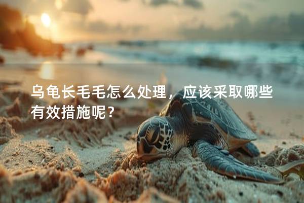 乌龟长毛毛怎么处理，应该采取哪些有效措施呢？