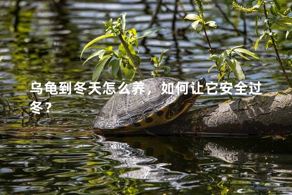 乌龟到冬天怎么养，如何让它安全过冬？