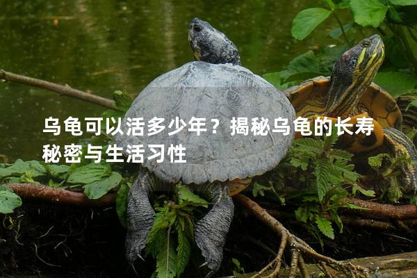 乌龟可以活多少年？揭秘乌龟的长寿秘密与生活习性