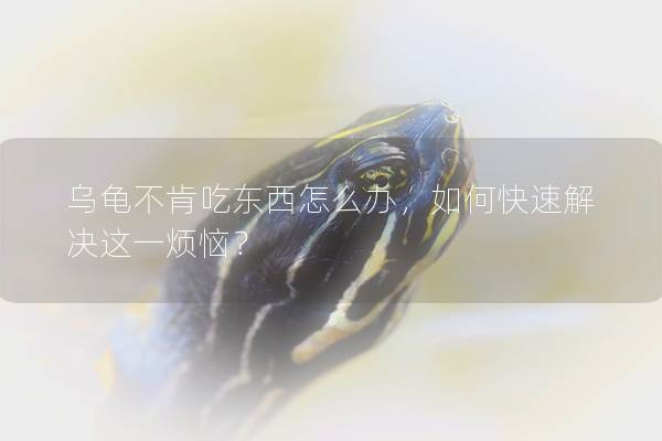 乌龟不肯吃东西怎么办，如何快速解决这一烦恼？