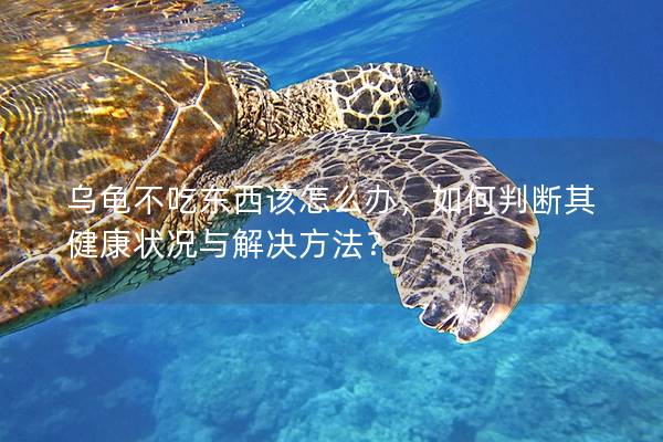 乌龟不吃东西该怎么办，如何判断其健康状况与解决方法？
