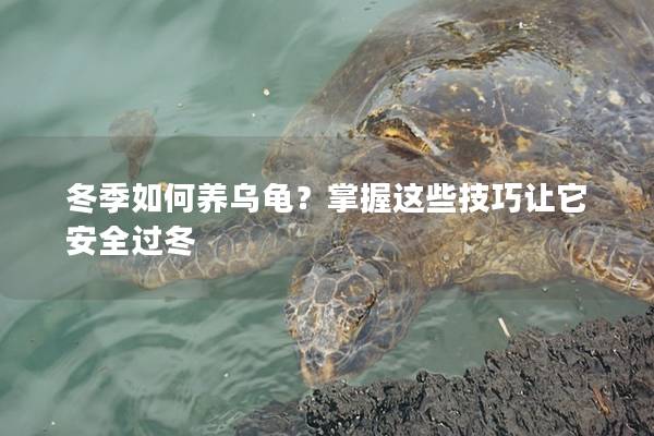 冬季如何养乌龟？掌握这些技巧让它安全过冬