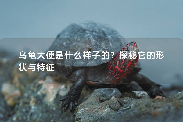 乌龟大便是什么样子的？探秘它的形状与特征