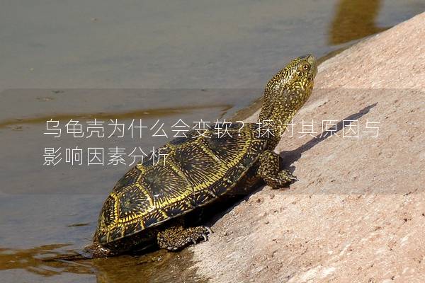 乌龟壳为什么会变软？探讨其原因与影响因素分析