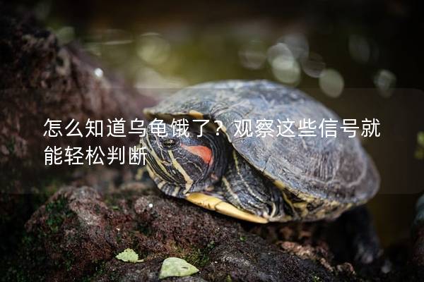 怎么知道乌龟饿了？观察这些信号就能轻松判断