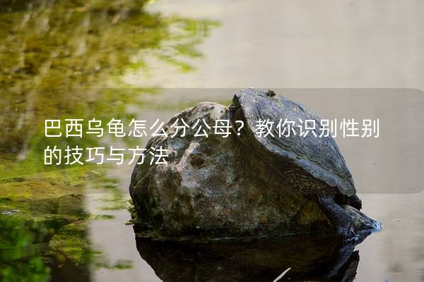 巴西乌龟怎么分公母？教你识别性别的技巧与方法