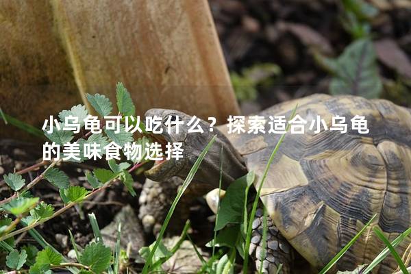 小乌龟可以吃什么？探索适合小乌龟的美味食物选择
