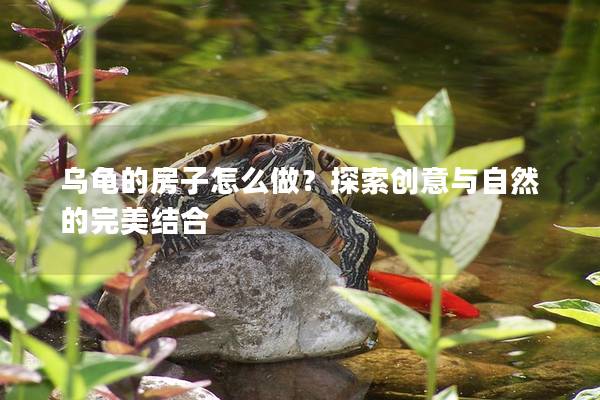 乌龟的房子怎么做？探索创意与自然的完美结合