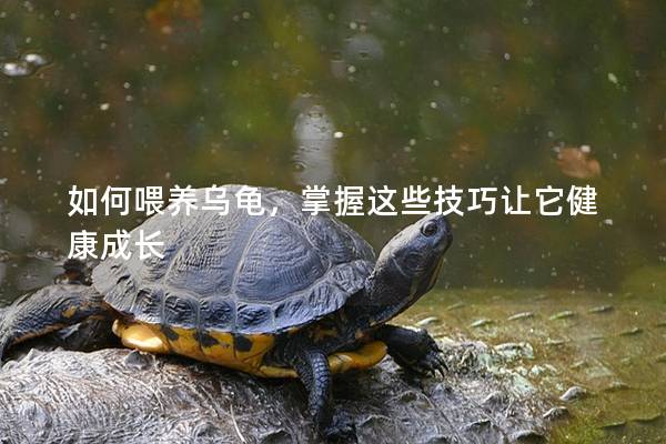 如何喂养乌龟，掌握这些技巧让它健康成长