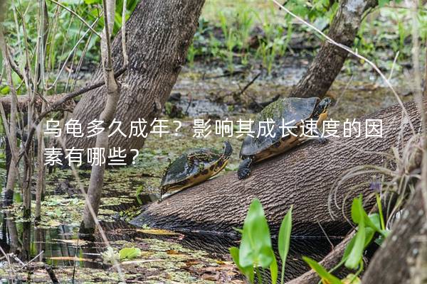 乌龟多久成年？影响其成长速度的因素有哪些？