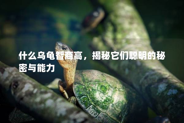 什么乌龟智商高，揭秘它们聪明的秘密与能力