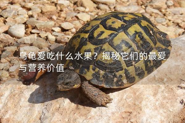 乌龟爱吃什么水果？揭秘它们的最爱与营养价值