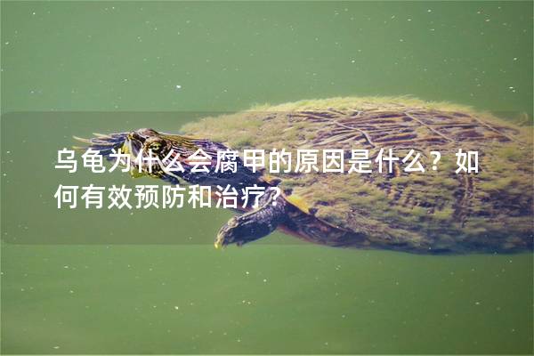 乌龟为什么会腐甲的原因是什么？如何有效预防和治疗？