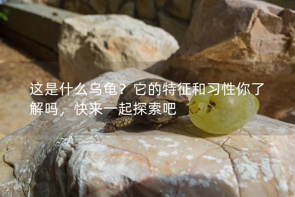 这是什么乌龟？它的特征和习性你了解吗，快来一起探索吧