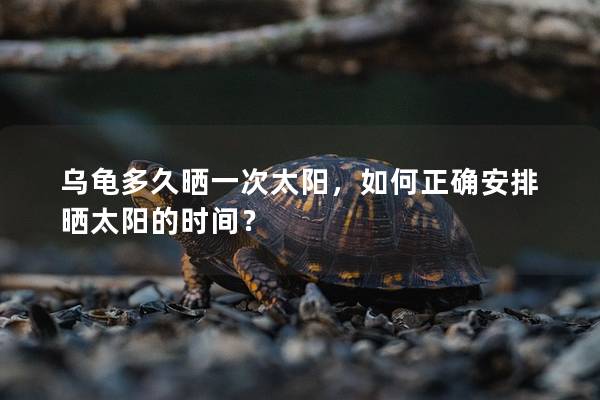 乌龟多久晒一次太阳，如何正确安排晒太阳的时间？