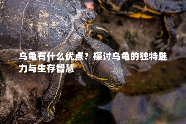 乌龟有什么优点？探讨乌龟的独特魅力与生存智慧