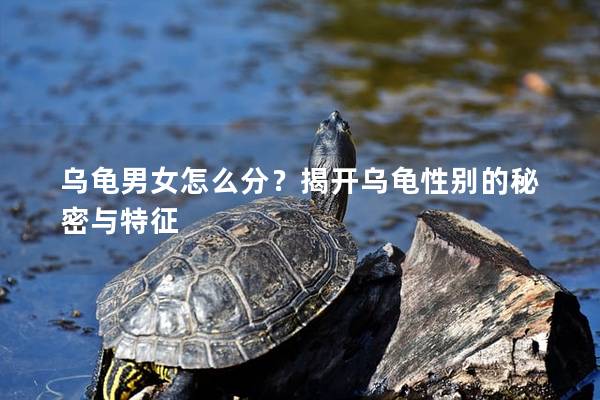 乌龟男女怎么分？揭开乌龟性别的秘密与特征