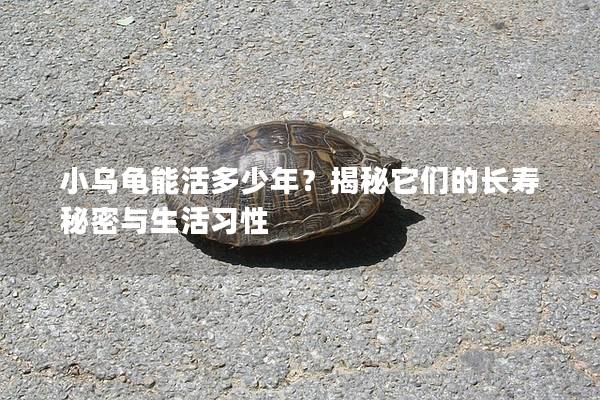 小乌龟能活多少年？揭秘它们的长寿秘密与生活习性