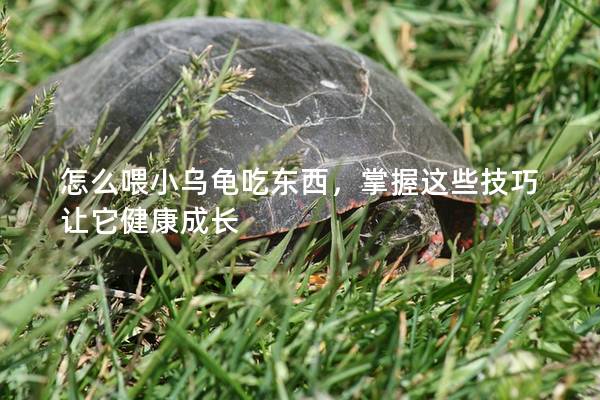 怎么喂小乌龟吃东西，掌握这些技巧让它健康成长