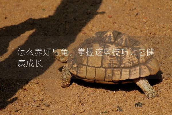 怎么养好乌龟，掌握这些技巧让它健康成长