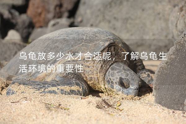 乌龟放多少水才合适呢，了解乌龟生活环境的重要性