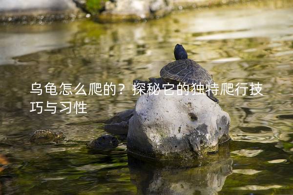 乌龟怎么爬的？探秘它的独特爬行技巧与习性