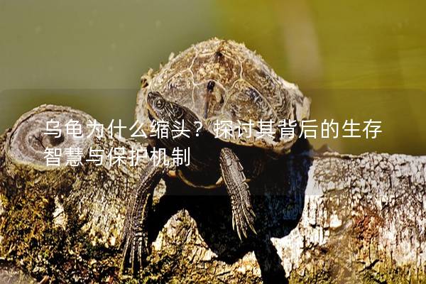 乌龟为什么缩头？探讨其背后的生存智慧与保护机制