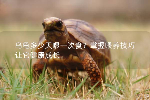 乌龟多少天喂一次食？掌握喂养技巧让它健康成长