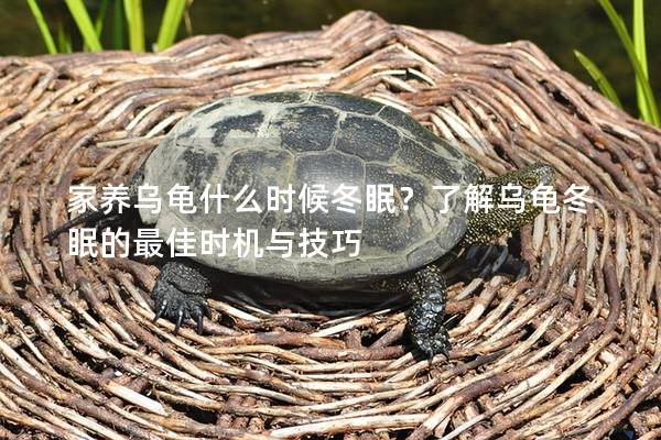 家养乌龟什么时候冬眠？了解乌龟冬眠的最佳时机与技巧