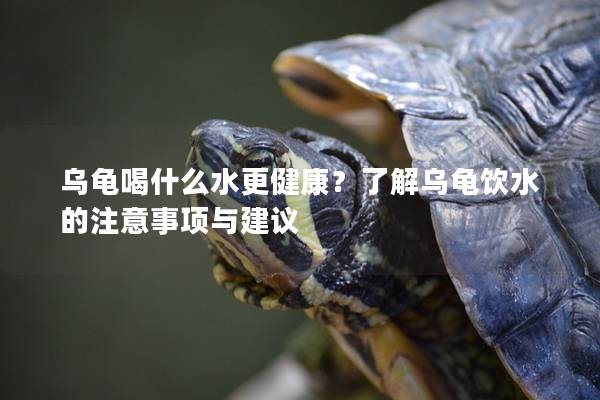 乌龟喝什么水更健康？了解乌龟饮水的注意事项与建议