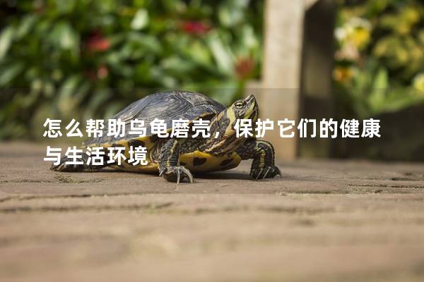 怎么帮助乌龟磨壳，保护它们的健康与生活环境