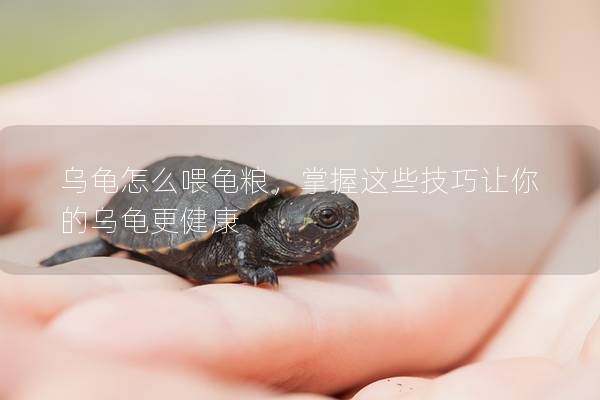 乌龟怎么喂龟粮，掌握这些技巧让你的乌龟更健康
