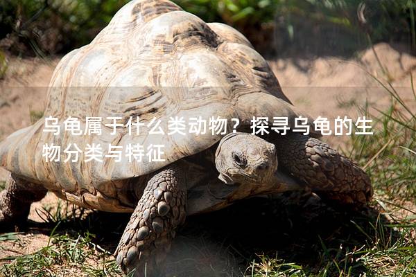 乌龟属于什么类动物？探寻乌龟的生物分类与特征