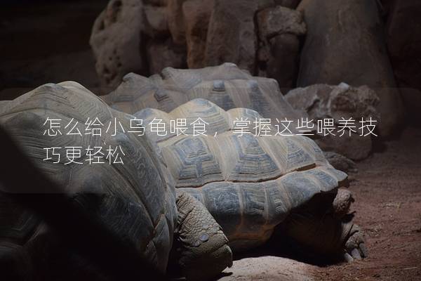 怎么给小乌龟喂食，掌握这些喂养技巧更轻松