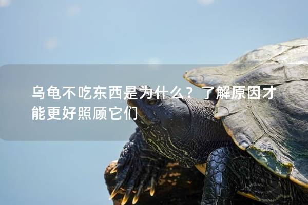 乌龟不吃东西是为什么？了解原因才能更好照顾它们