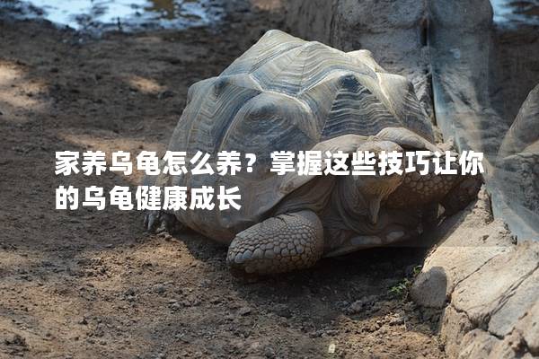 家养乌龟怎么养？掌握这些技巧让你的乌龟健康成长