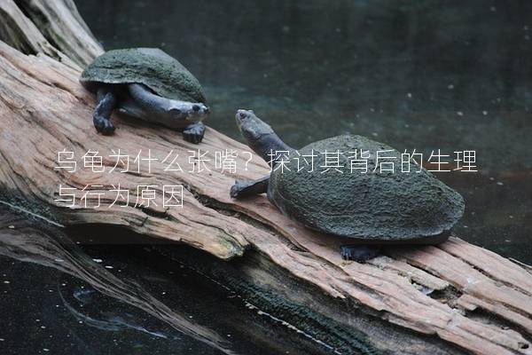 乌龟为什么张嘴？探讨其背后的生理与行为原因
