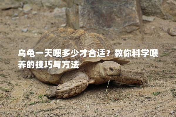 乌龟一天喂多少才合适？教你科学喂养的技巧与方法