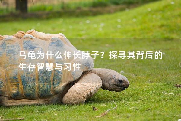 乌龟为什么伸长脖子？探寻其背后的生存智慧与习性