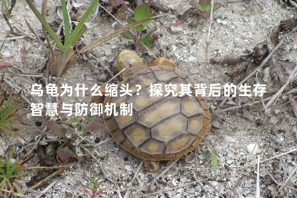 乌龟为什么缩头？探究其背后的生存智慧与防御机制
