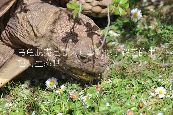 乌龟脱壳是怎么回事？你了解它的生理与生态吗