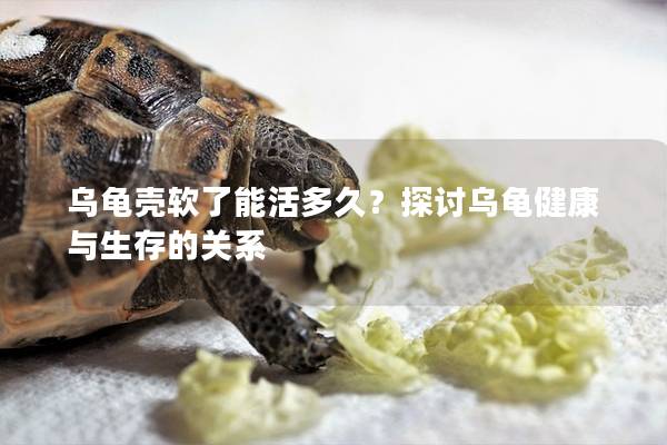 乌龟壳软了能活多久？探讨乌龟健康与生存的关系