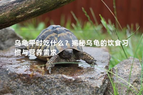 乌龟平时吃什么？揭秘乌龟的饮食习惯与营养需求