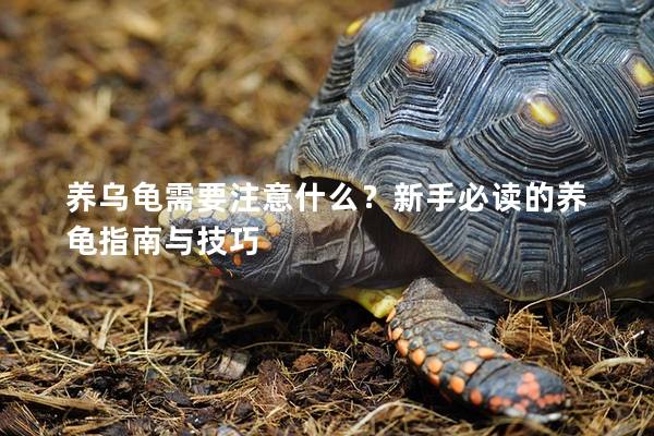 养乌龟需要注意什么？新手必读的养龟指南与技巧