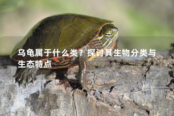 乌龟属于什么类？探讨其生物分类与生态特点