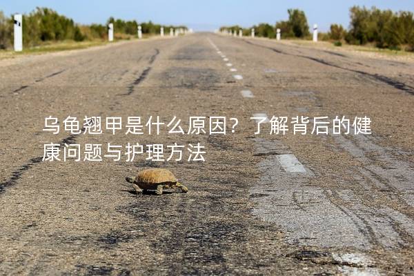乌龟翘甲是什么原因？了解背后的健康问题与护理方法