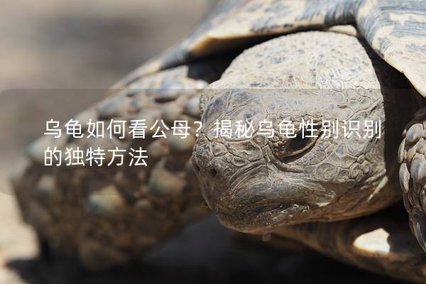 乌龟如何看公母？揭秘乌龟性别识别的独特方法
