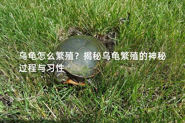 乌龟怎么繁殖？揭秘乌龟繁殖的神秘过程与习性